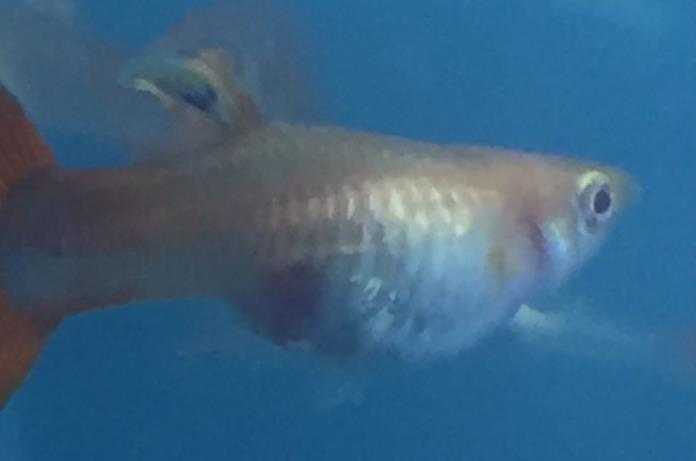 孔雀魚紅色胎斑