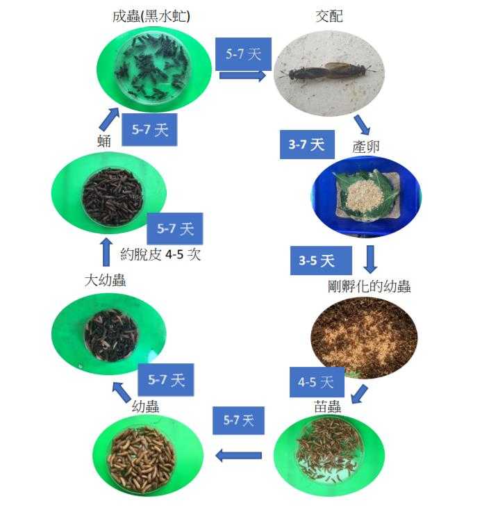 黑水虻幼蟲到成蟲的成長過程