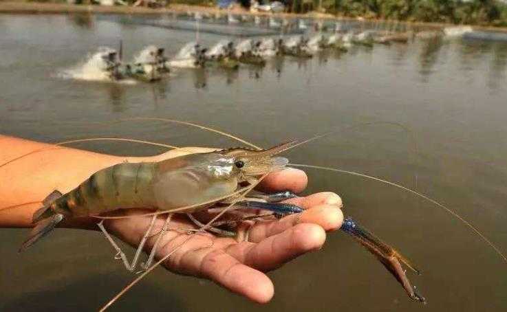 泰國蝦養殖技術