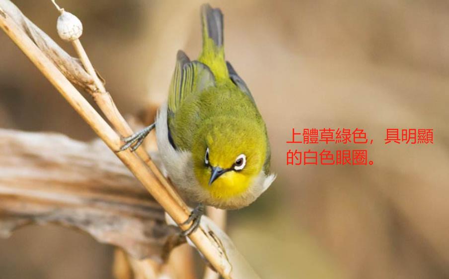 暗綠繡眼鳥