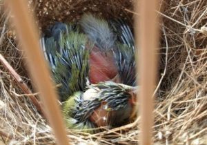 綠繡眼幼鳥