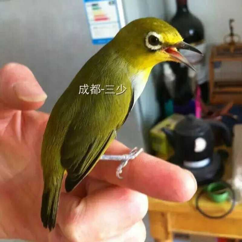 成都三少繡眼飼料