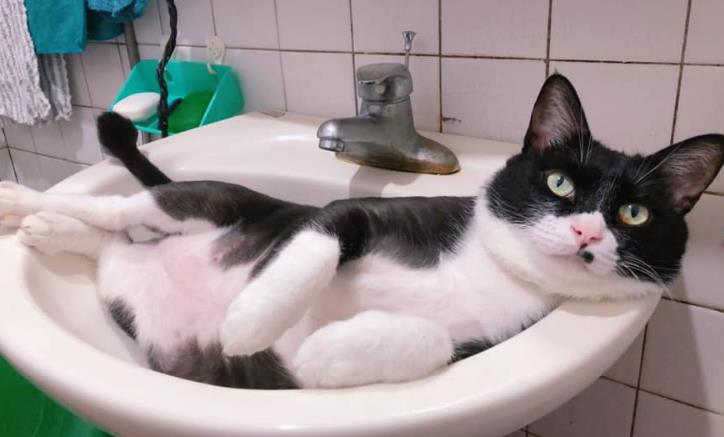 賓士貓在洗手台