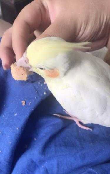 玄鳳鸚鵡飼料