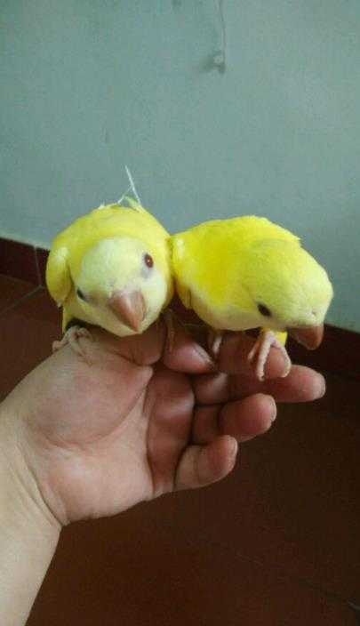 黃和尚鸚鵡