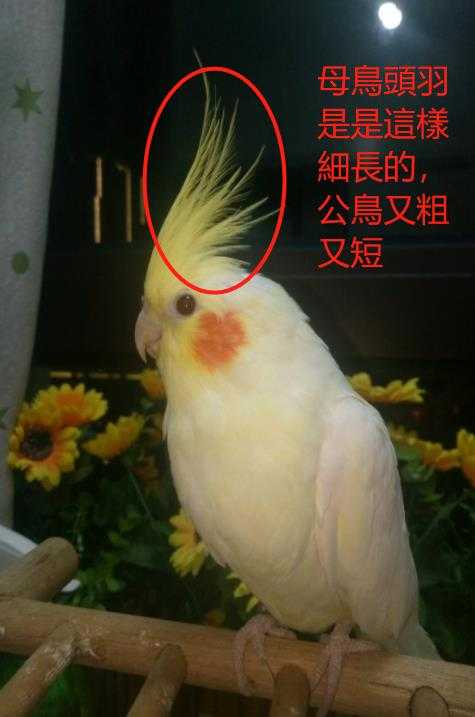 黃化玄鳳公母判斷