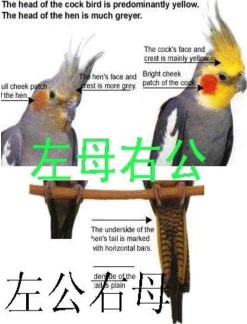 玄鳳原始灰公母判斷