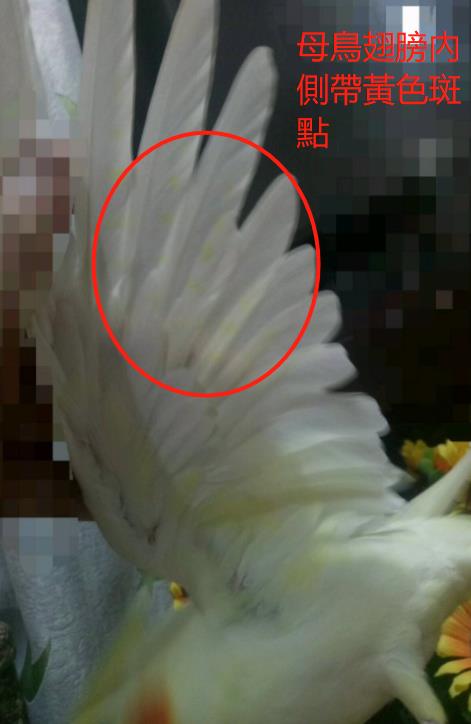 通過翅膀內側斑點來區分玄鳳的公母