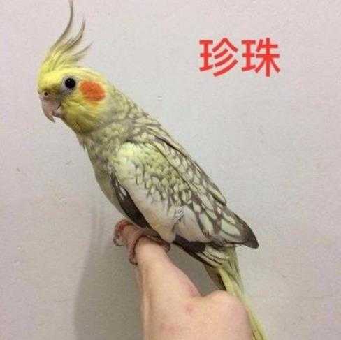 珍珠玄鳳