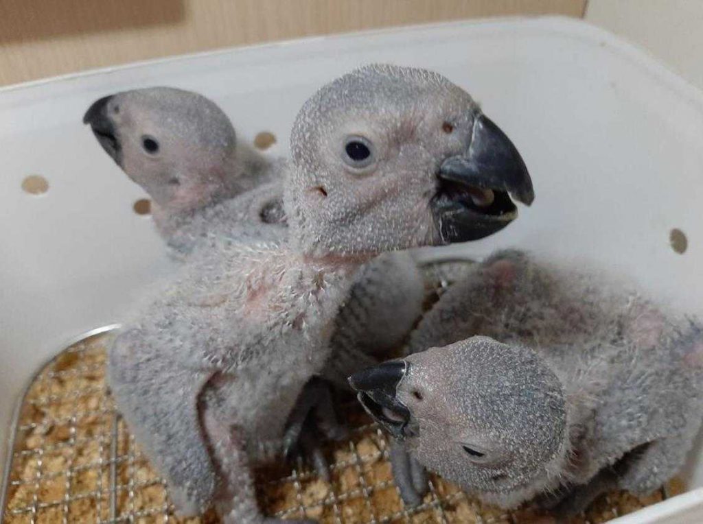 灰鸚鵡幼鳥