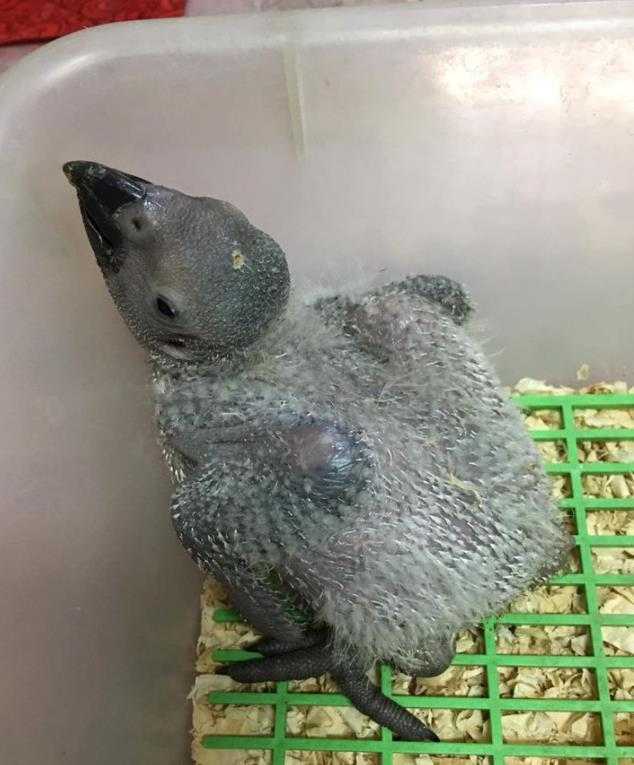 灰鸚鵡30天的幼鳥