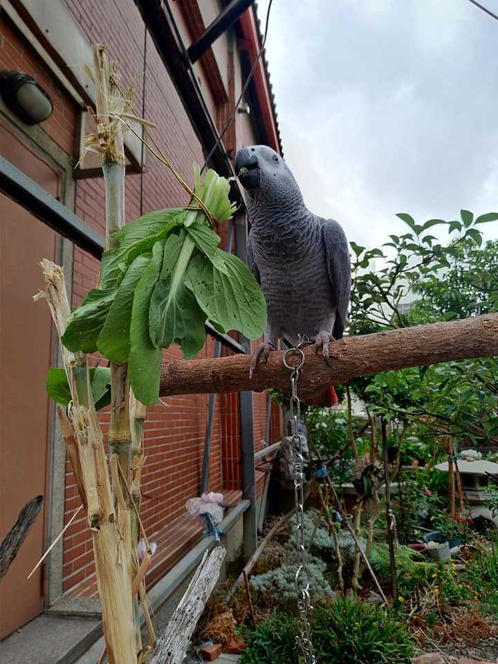 非洲灰鸚鵡