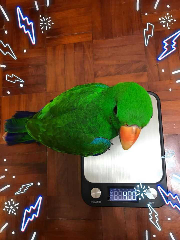 折衷鸚鵡幼鳥5個月