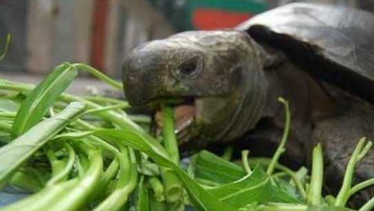 烏龜吃什麼蔬菜