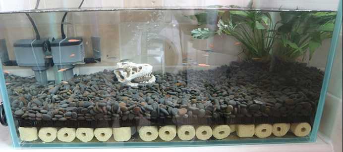 烏龜缸水質