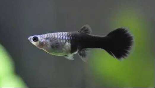 熊貓孔雀魚