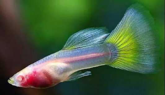 玻璃種孔雀魚