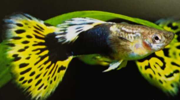 豹紋孔雀魚