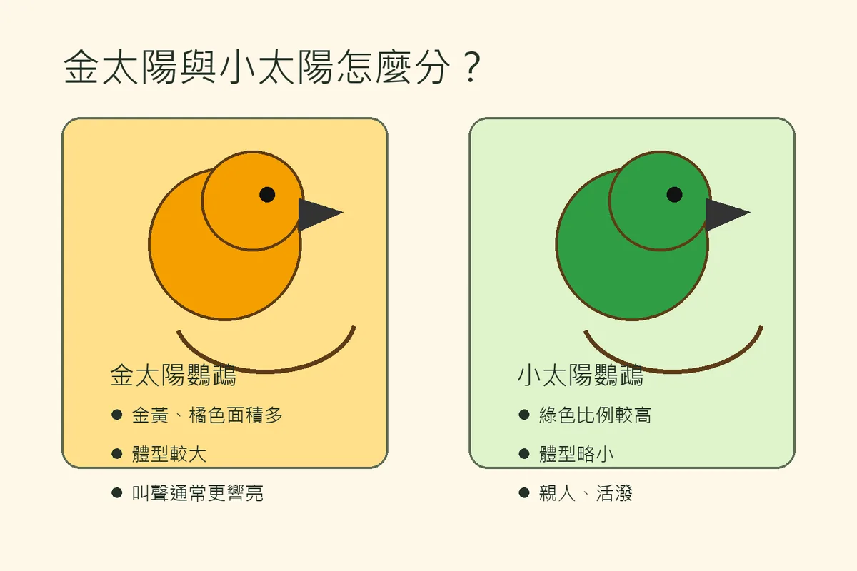 金太陽鸚鵡與小太陽鸚鵡外觀和飼養差異比較